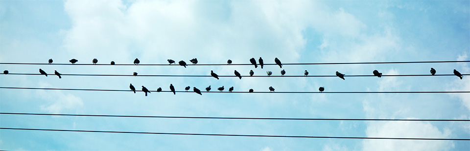 multiple birds sitting on three telephone wires.
